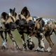 “One Toy, Three Dogs”